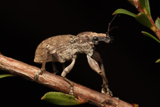 Tropiphorini weevil photographed at Somersby, NSW, Australia 
beetle on wood