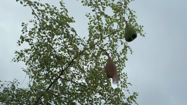 Green leaves frame hanging, intricately woven bird nests
