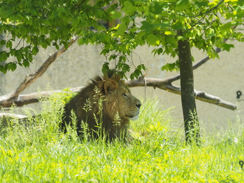 Animali in cattivit&agrave;