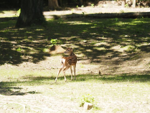Animali in cattivit&agrave;
