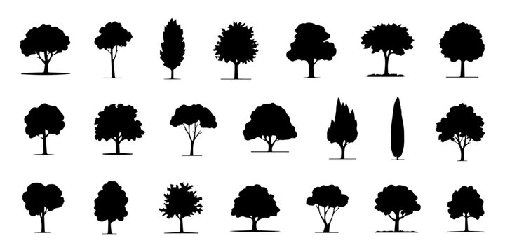 various deciduous trees silhouettes on the white background. vector set. PNG white background, Collection of various black silhouette trees including deciduous coniferous and ornamental types, conifer