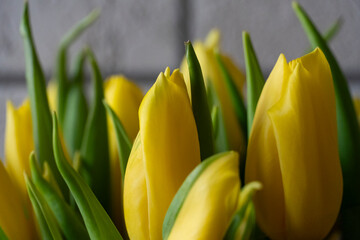 Naklejka premium Yellow Tulips Close Up Bouquet