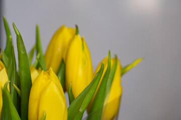 Naklejka premium Yellow Tulips Close Up Bouquet