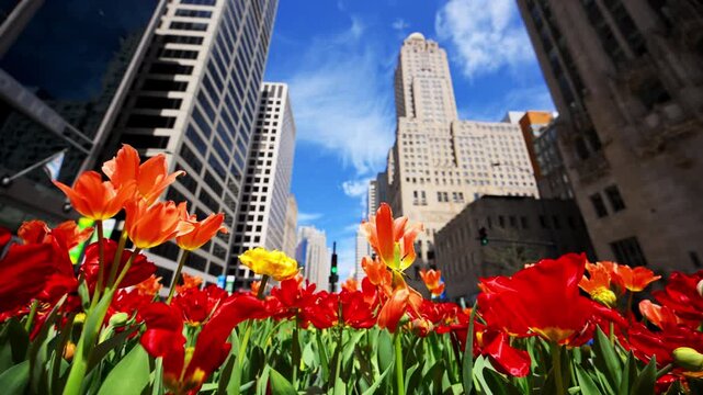 Colorful tulip flower in downtown Chicago with city buildings in background. Spring season in urban environment with vibrant flowers