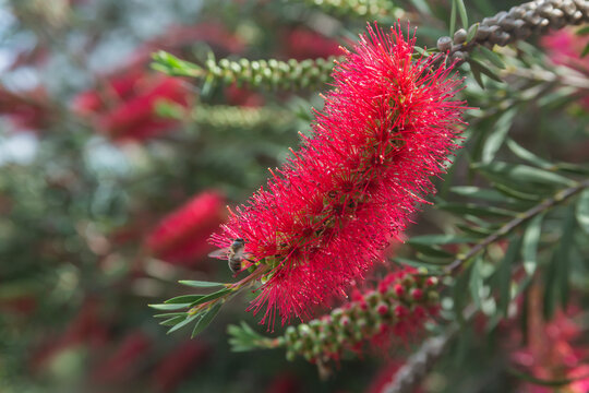 Small bee sitting on a fluffy red flower in a sunny garden. Macro of a honeybee on a crimson bottlebrush blossom.