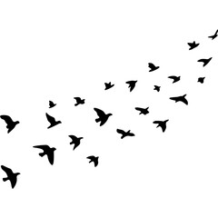 Obraz premium flock of birds