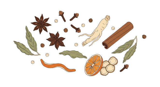 Hand Drawn Spices and Herbs Illustration Set with Star Anise, Cinnamon, Cloves, and Dried Citrus Slice Isolated on White