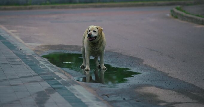 Slow motion of an old sad dog standing in a puddle on a city road