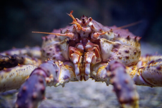 Detailed macro shot of marine crustacean in underwater environment