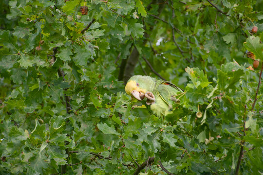 Yellow headed amazon parrot eating acorn in oak tree