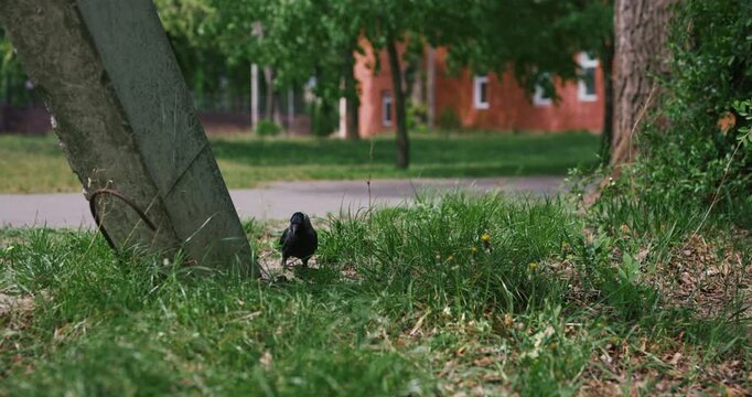 Slow motion of a clever jackdaw catching and eating a beetle in the grass