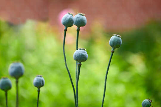 Plants, pod and blossom with seeds in nature for pollination, botanical growth and germination. Spring, opium poppy and bud sprout for perennial flower, blooming season and reproduction in backyard
