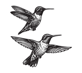Hummingbird Flight Sketch Set, Detailed Pen and Ink Bird Style © trianatio