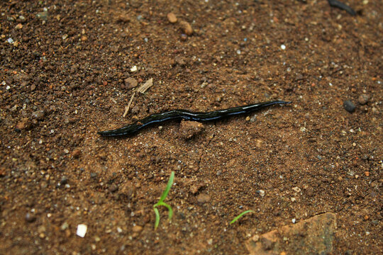 The shiny black land flatworm (Platydemus manokwari) crawls