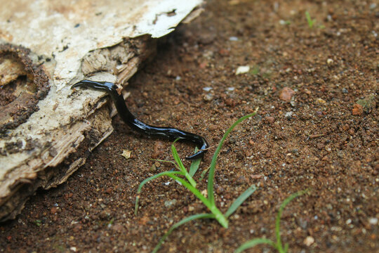 The shiny black land flatworm (Platydemus manokwari) crawls