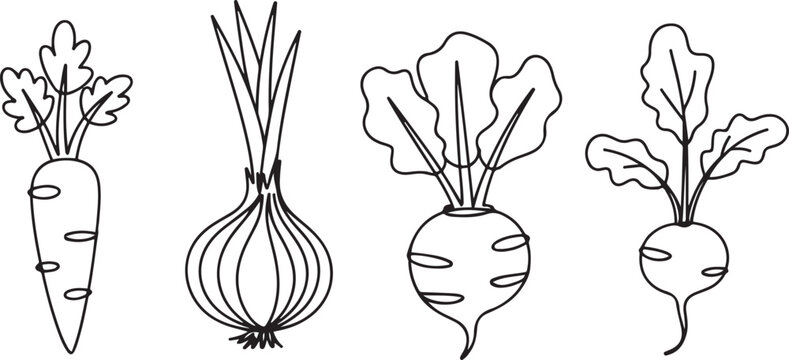 Root Vegetables Line Art - Carrot, Onion, Beet, and Radish Vector. one line Icon drawing