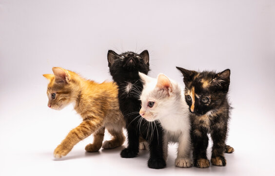 curious 6 week old kittens on white background
