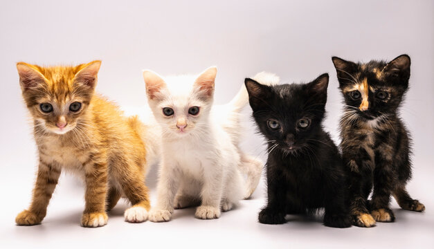 curious 6 week old kittens on white background