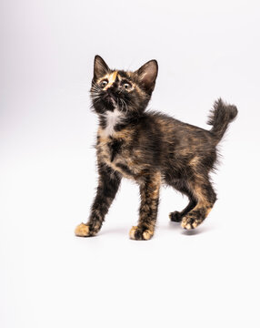 curious 6 week old kitten on white background