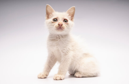 curious 6 week old kitten on white background