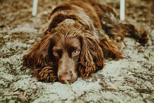 Sad looking dog with brown fur lays on a sand