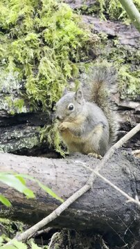 squirrel eatting nuts on the hiking trail 