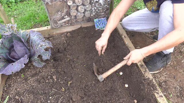 Gardener covering flower bulbs with soil using a hand hoe