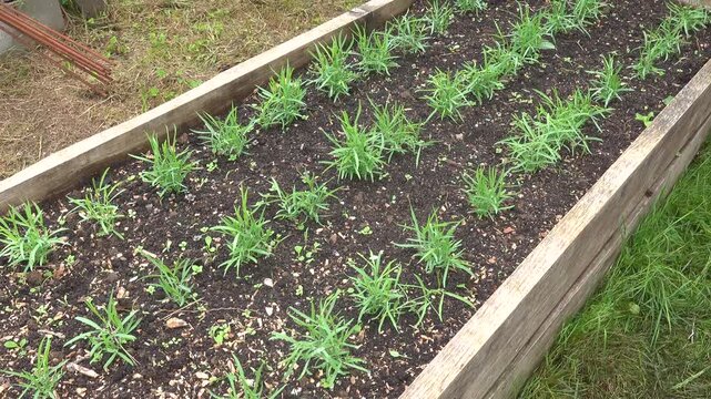 Grass pea seedlings growing in wooden raised garden bed