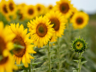 Fototapeta premium Field of blooming yellow sunflowers with one unopen sunflower bud. Nature landscape in summer. Concept of growth, development, individuality, and potential in agriculture and gardening.