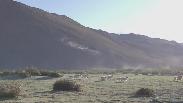 Cinematic moody view of sheep grazing in a Ladakh valley as strong winds lift dust through the air, with majestic Himalayan mountains rising behind the scene.