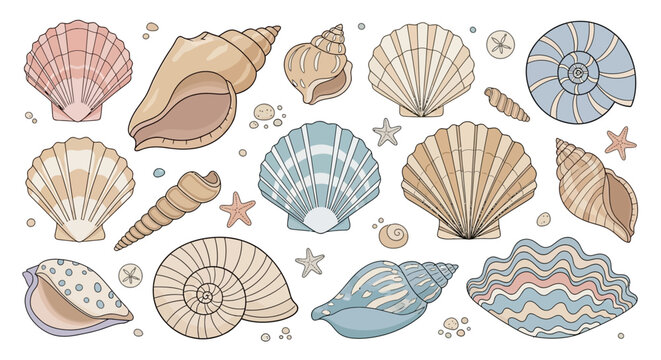 Collection of various seashell illustrations on white background for design