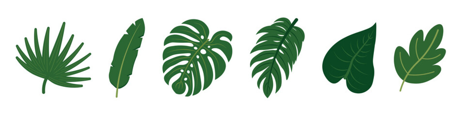 Tropical leaves collection. Summer palm green leaf,  nature plant. Vector and PNG with transparent background. © MKIN
