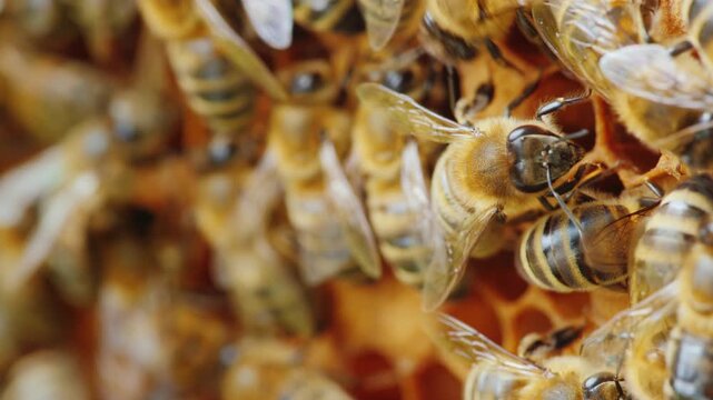 Honey bee colony working on yellow honeycomb structure inside beehive close up macro shot showing busy social insect behavior during honey production process within wooden frame of natural organic 