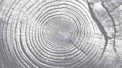 Tree trunk cross section with detailed wood growth rings Vintage wood texture illustration with natural crack details © VECTOR HOUSE