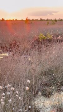 4K Blooming Cottongrass (Eriophorum) at Sunset with Common Cuckoo (Cuculus canorus) Calls - Wollgras und Gr&auml;ser im warmen Abendlicht einer Moorlandschaft mit den Rufen des Kuckucks im Hintergrund.
