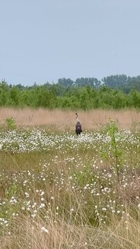 4K Common Crane (Grus grus) Watching Carefully in Blooming Cottongrass Moor - Aufmerksamer Kranich zwischen bl&uuml;hendem Wollgras in einer Moorlandschaft w&auml;hrend des Fr&uuml;hlings.