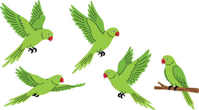 Hand Drawn Indian Ringneck Parrot Vector Set Featuring Green Rose-Ringed Parakeets in Various Flying Poses and Perched on a Branch for Nature and Wildlife Designs.
