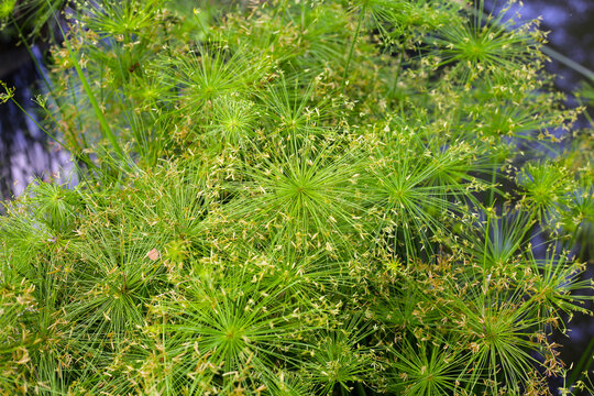 Cyperus alternifolius water plant in the pond