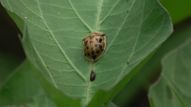 Macro footage of a golden tortoise beetle (Cassidinae) on a green leaf. The video shows its unique transparent shell edges and spotted pattern in a natural outdoor environment.