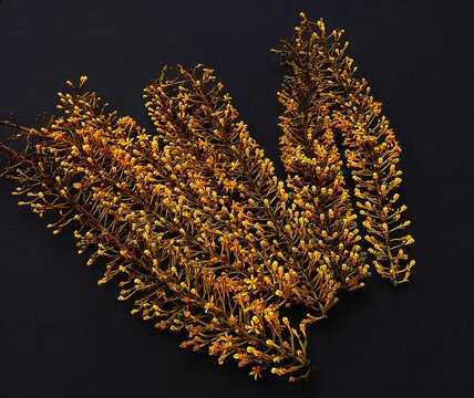 Top view flat lay of dried yellow Galphimia flowers with small buds isolated on black background. Autumn botanical element for design. Tropical plant with golden blooms.