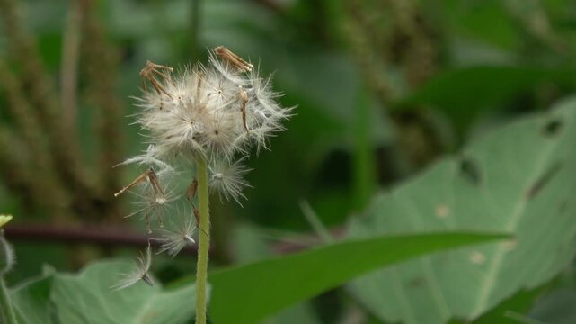 Close-up of a white, fluffy wild flower seed head. Some seeds are seen detaching and floating away, capturing a poetic moment of natural plant reproduction.