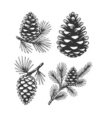 Simple hand drawn pine tree cone sketch, engraved fir tree branch plant illustration. © Leg_IO