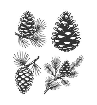 Simple hand drawn pine tree cone sketch, engraved fir tree branch plant illustration.