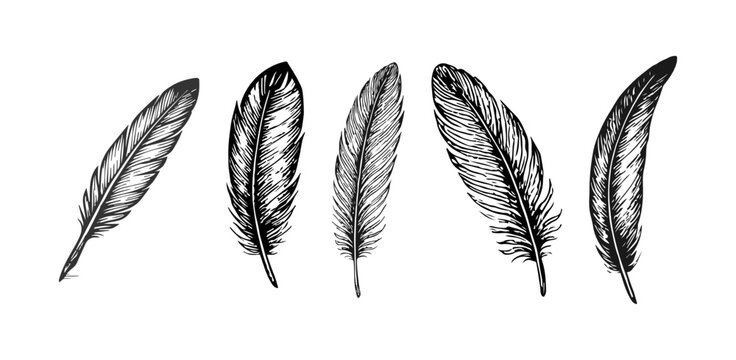 Hand drawn feather set sketch, engraved illustration on white background