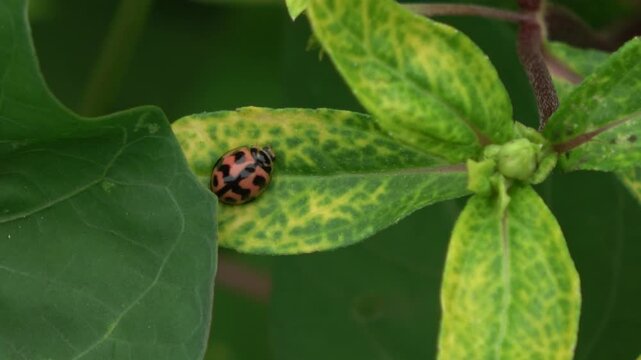 Macro footage of a ladybug (Coccinellidae) navigating a leaf with distinct yellow veins. The high contrast between the insect and the plant texture creates a compelling nature shot.