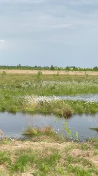 4K Blooming Cottongrass (Eriophorum) Across Vast Moor Landscape with Birch (Betula) and Pine Trees (Pinus) - Weite Moorlandschaft zur Wollgrasbl&uuml;te mit Birken, Kiefern, windbewegter Vegetation