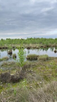 Spring Moorland with Birch Trees and Common Cuckoo (Cuculus canorus) Calls in 4K - Fr&uuml;hlingshafte Moorlandschaft mit Birken, Wasserfl&auml;chen, frischem Gr&uuml;n und den typischen Rufen des Kuckucks.