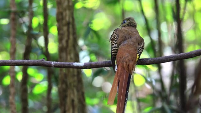 The Orange-breasted Trogon is a resident bird that inhabits lush rainforests. It is beautifully colored and can be found in protected forest areas throughout Thailand.