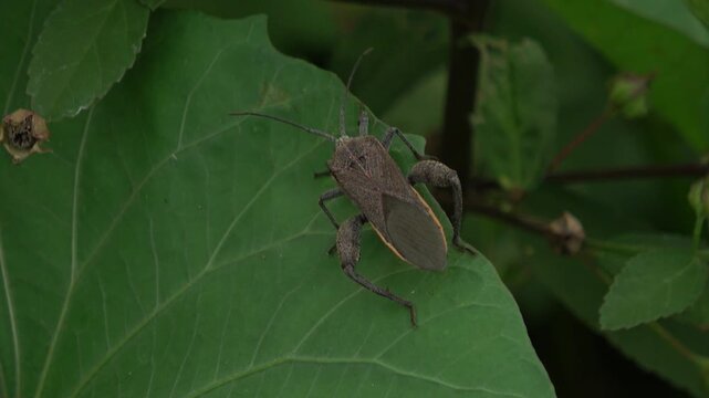 Macro view of a large brown shield bug or stink bug moving across a green leaf. Detailed shots of its legs, antennae, and armored body structure in the wild.