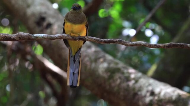 The Orange-breasted Trogon is a resident bird that inhabits lush rainforests. It is beautifully colored and can be found in protected forest areas throughout Thailand.